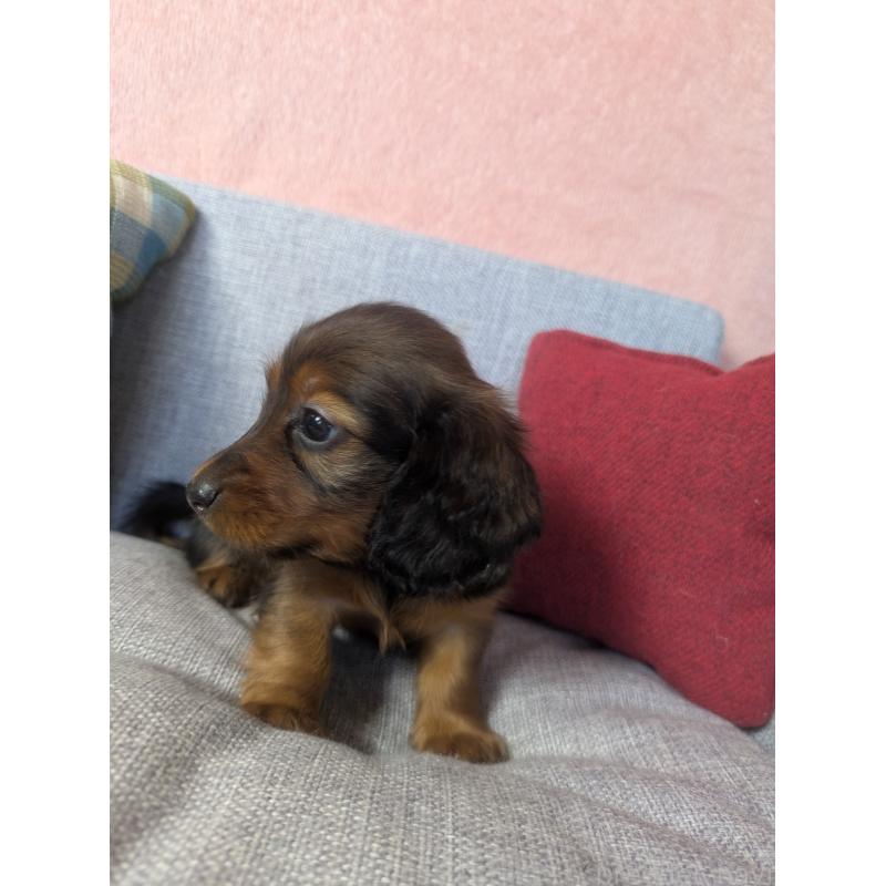 販売中の福岡県のミニチュアダックスフンド(ロングヘアード)-436800の7枚目