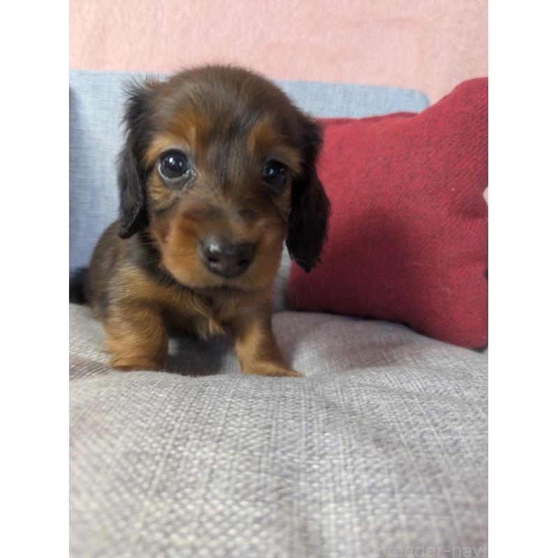 販売中の福岡県のミニチュアダックスフンド(ロングヘアード)-436800の6枚目