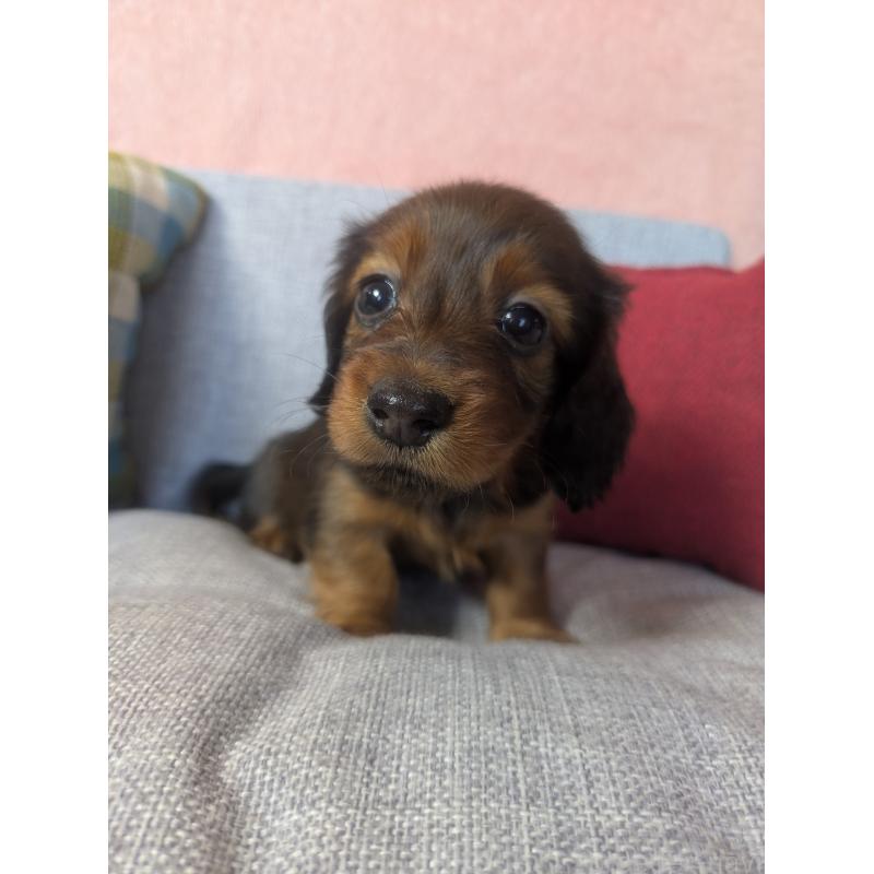 販売中の福岡県のミニチュアダックスフンド(ロングヘアード)-436800の5枚目