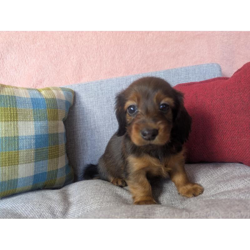 販売中の福岡県のミニチュアダックスフンド(ロングヘアード)-436800の4枚目