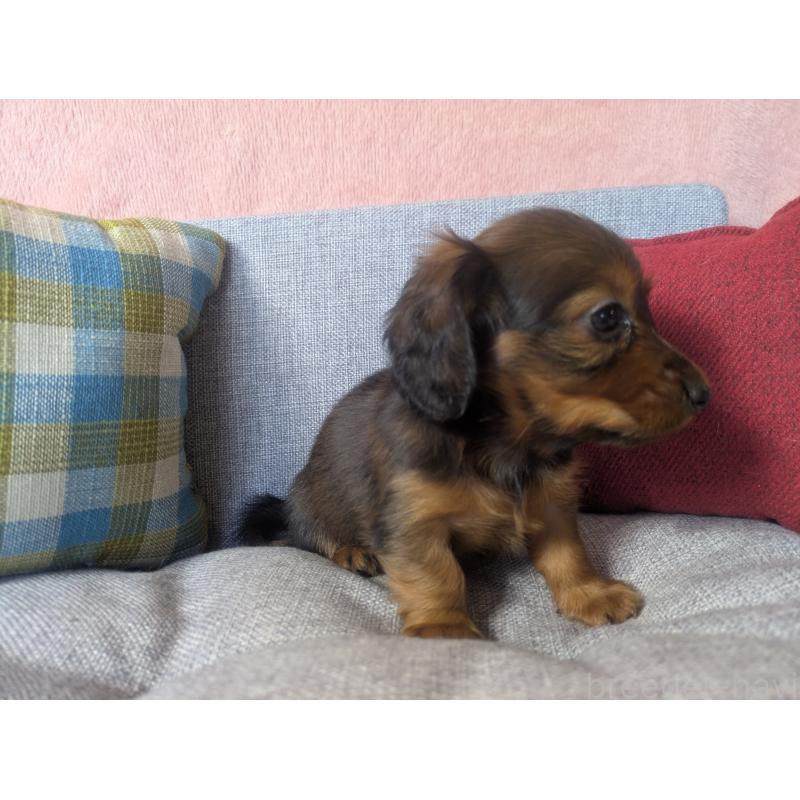 販売中の福岡県のミニチュアダックスフンド(ロングヘアード)-436800の3枚目