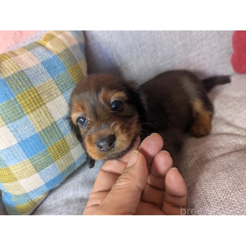 販売中の福岡県のミニチュアダックスフンド(ロングヘアード)-436800の2枚目