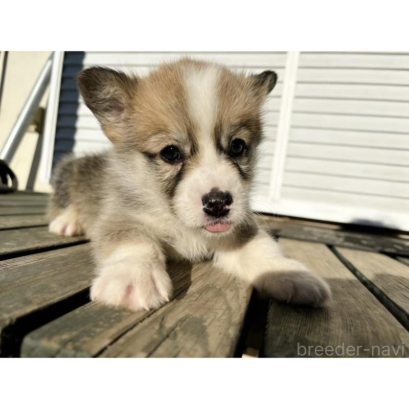販売中の茨城県のウェルシュコーギーペンブローク-433759