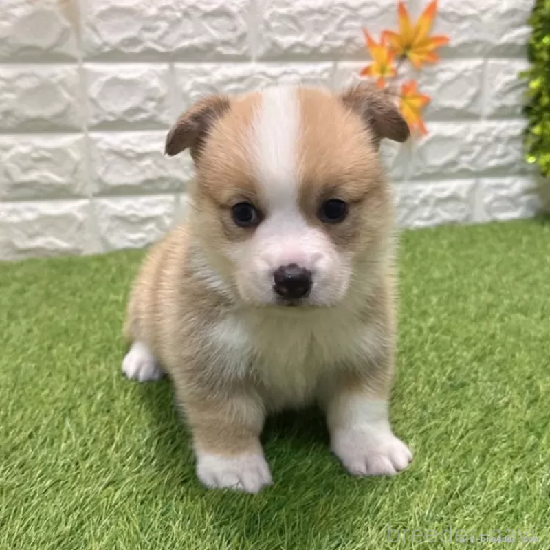 商談中の愛知県のウェルシュコーギーペンブローク-435802