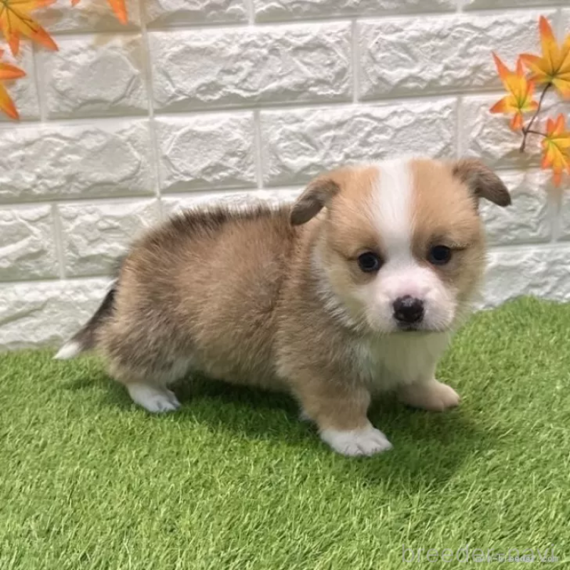 成約済の愛知県のウェルシュコーギーペンブローク-435802の5枚目