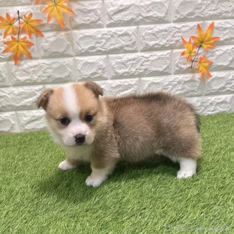 成約済の愛知県のウェルシュコーギーペンブローク-435802の4枚目