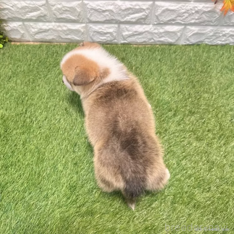 成約済の愛知県のウェルシュコーギーペンブローク-435802の2枚目