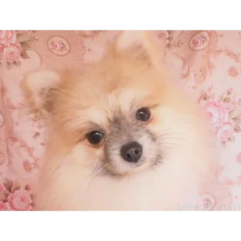 販売中の岡山県のポメラニアン-436799の3枚目