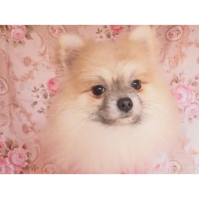 販売中の岡山県のポメラニアン-436799の2枚目