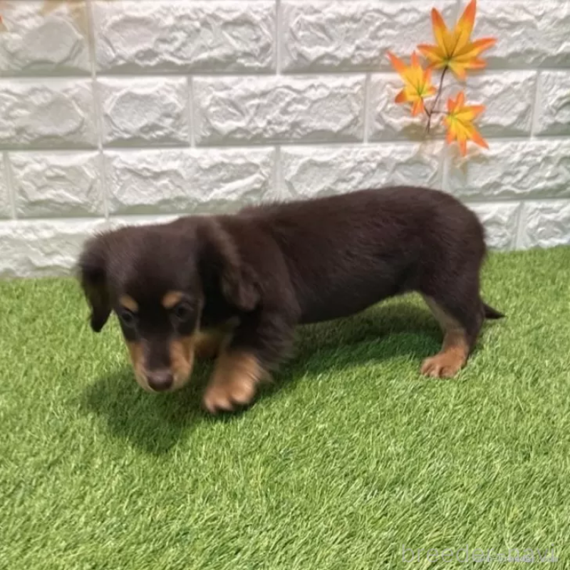 販売中の愛知県のミニチュアダックスフンド(ロングヘアード)-427716の4枚目
