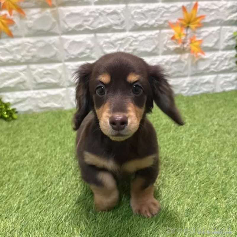 販売中の愛知県のミニチュアダックスフンド(ロングヘアード)-427716の3枚目