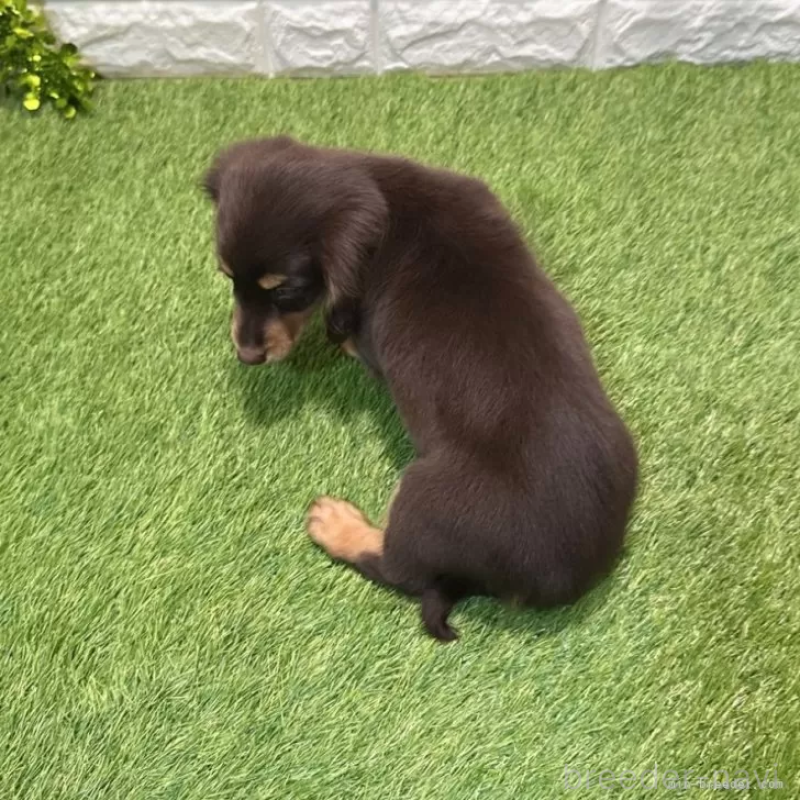 販売中の愛知県のミニチュアダックスフンド(ロングヘアード)-427716の2枚目