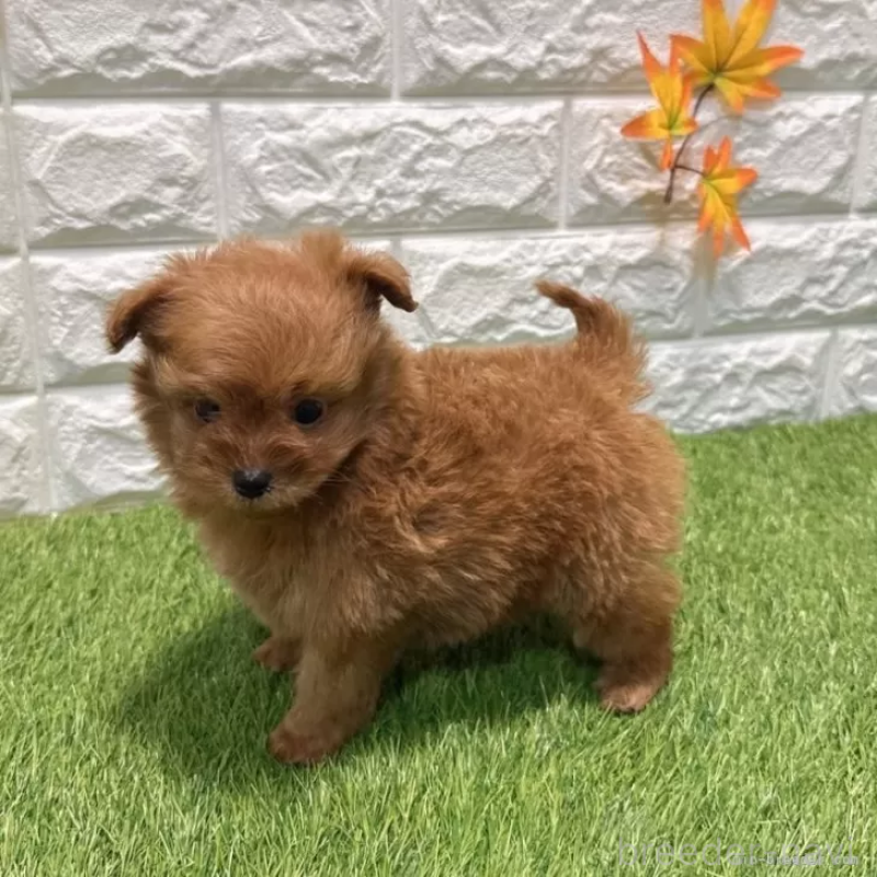 販売中の愛知県のポメプー:ポメラニアン×トイプードル-434429