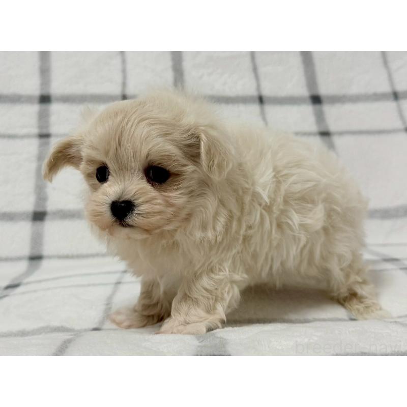 販売中の東京都のマルプー:マルチーズ×トイプードル-436801の6枚目