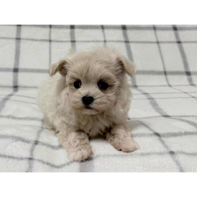 販売中の東京都のマルプー:マルチーズ×トイプードル-436801の5枚目