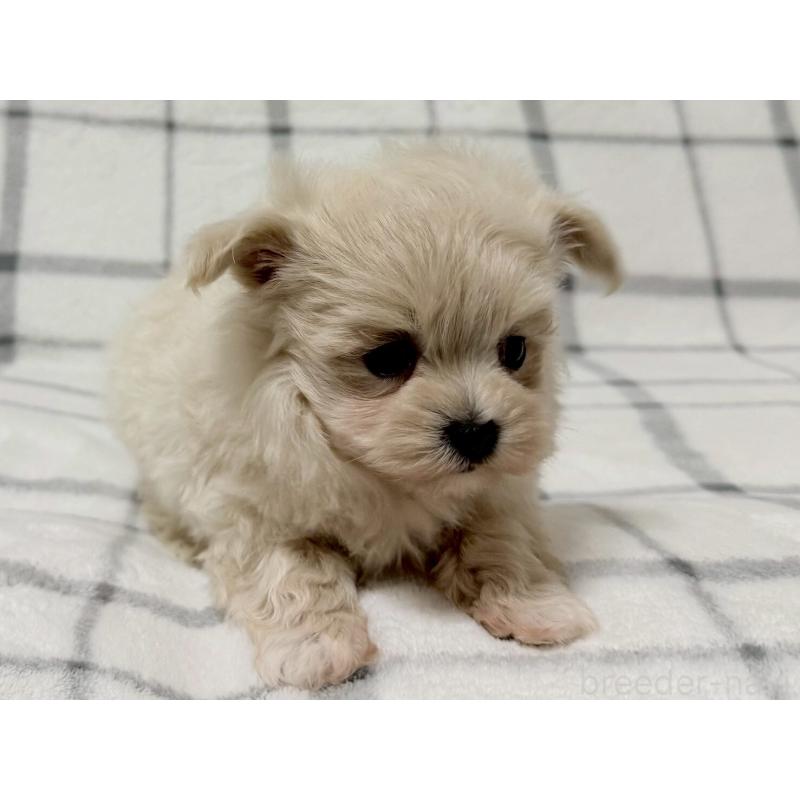 販売中の東京都のマルプー:マルチーズ×トイプードル-436801の4枚目