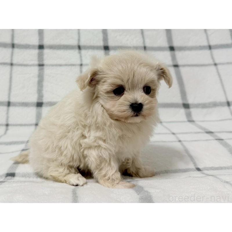 販売中の東京都のマルプー:マルチーズ×トイプードル-436801の3枚目