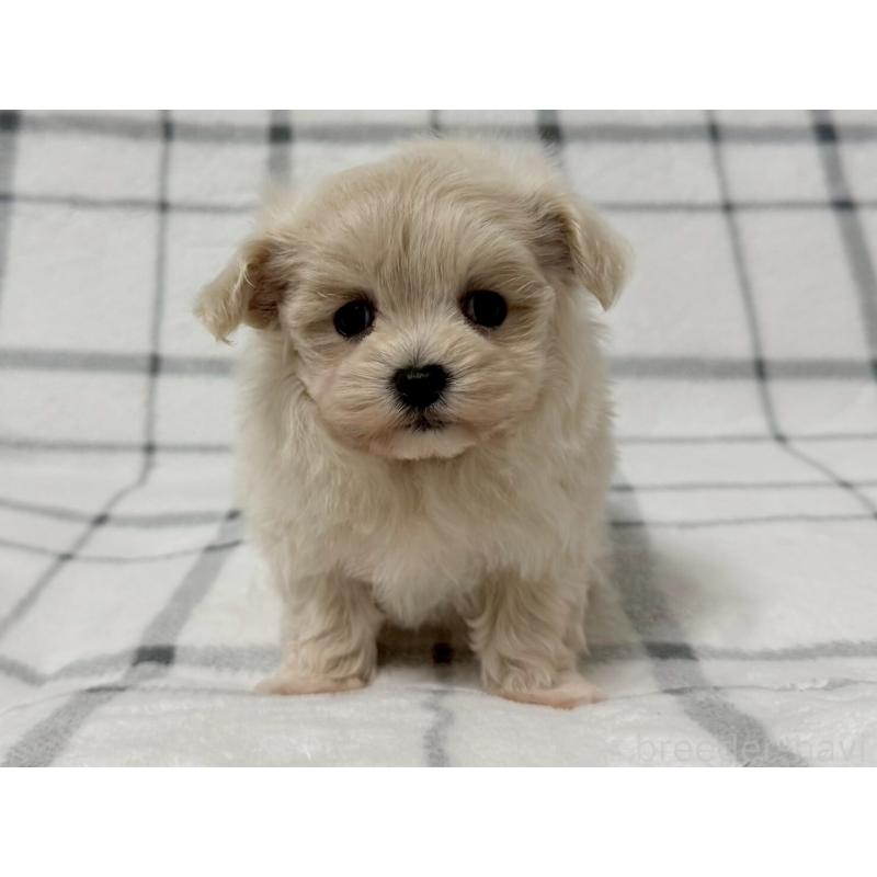 販売中の東京都のマルプー:マルチーズ×トイプードル-436801の2枚目