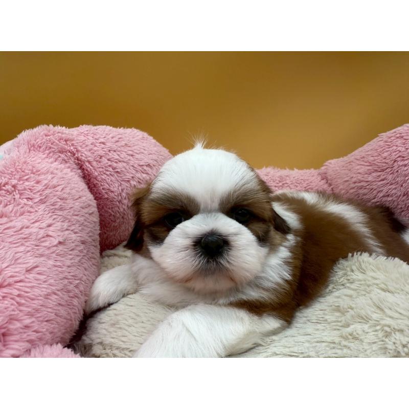 販売中の東京都のシーズー-436802の8枚目