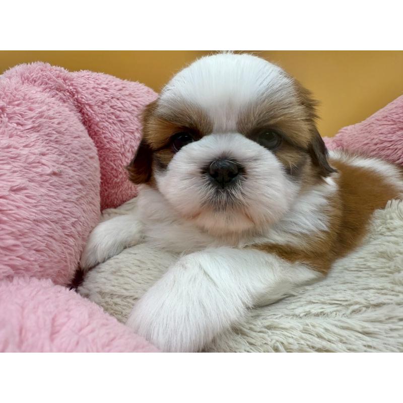 販売中の東京都のシーズー-436802の6枚目