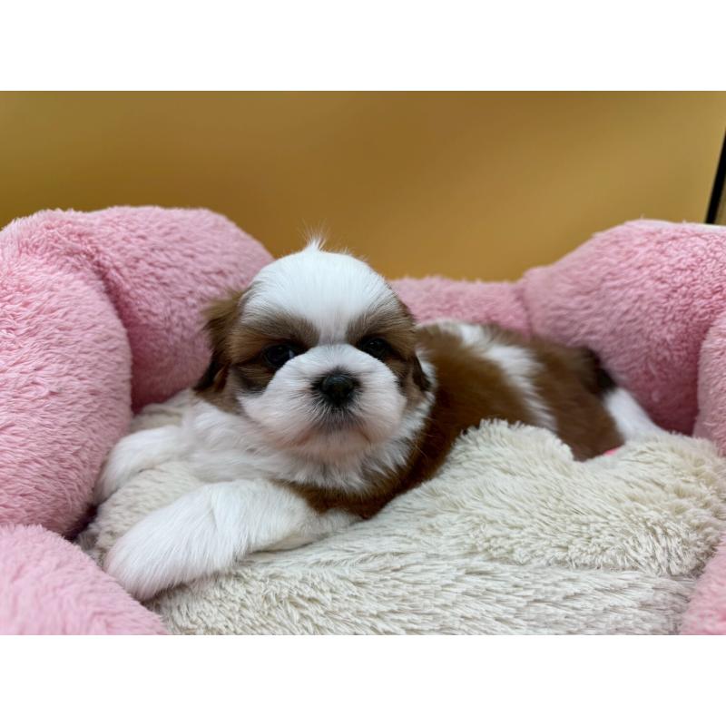 販売中の東京都のシーズー-436802の5枚目