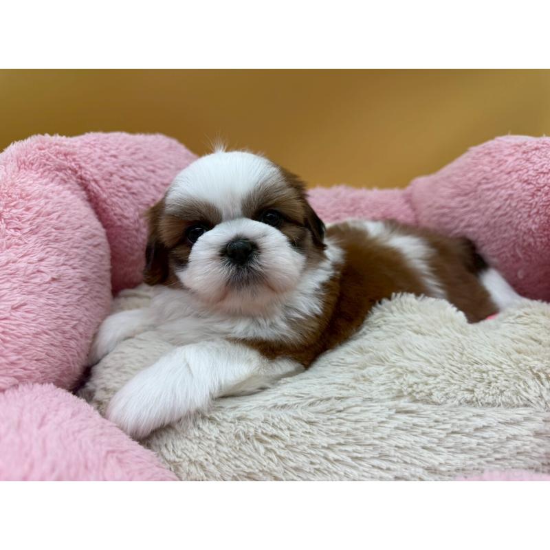 販売中の東京都のシーズー-436802の4枚目