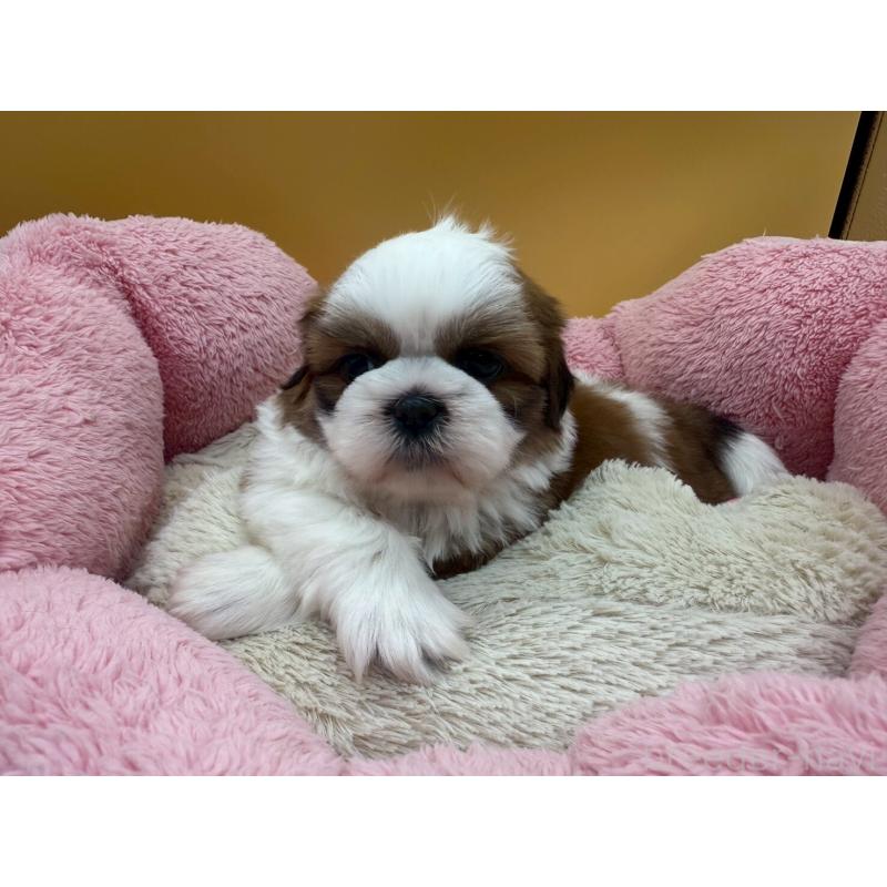 販売中の東京都のシーズー-436802の2枚目