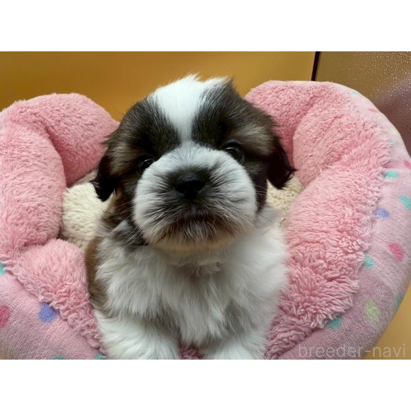 販売中の東京都のシーズー-436803の8枚目