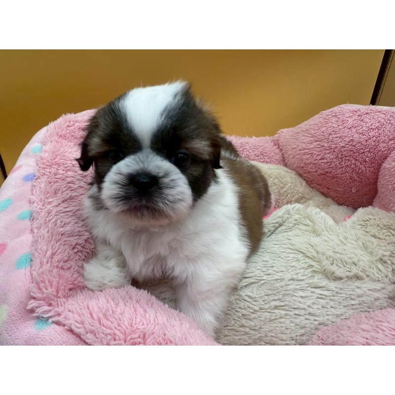 販売中の東京都のシーズー-436803の7枚目