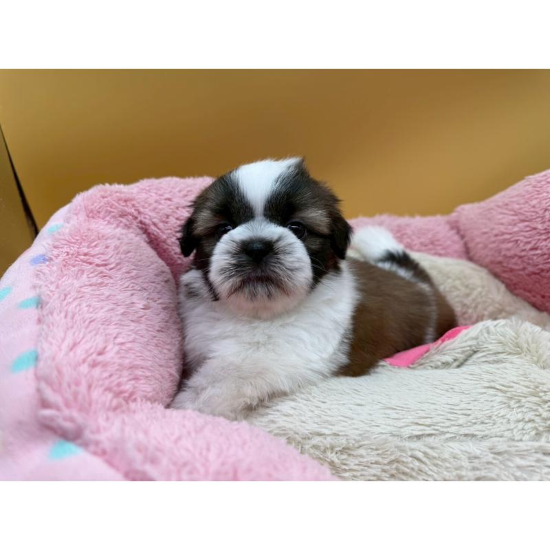 販売中の東京都のシーズー-436803の6枚目