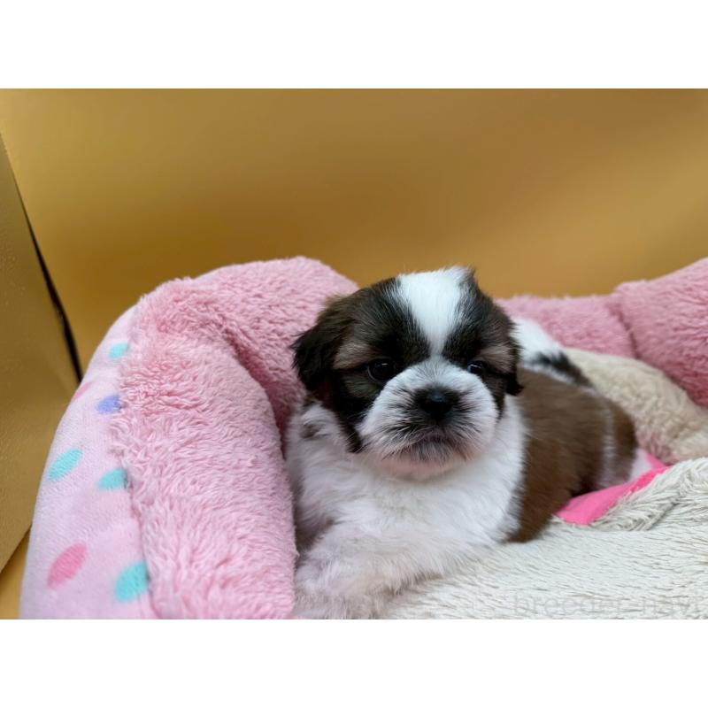 販売中の東京都のシーズー-436803の5枚目