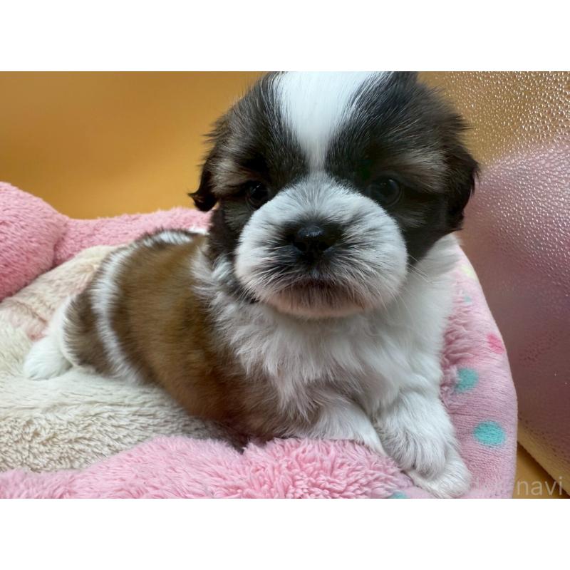 販売中の東京都のシーズー-436803の4枚目