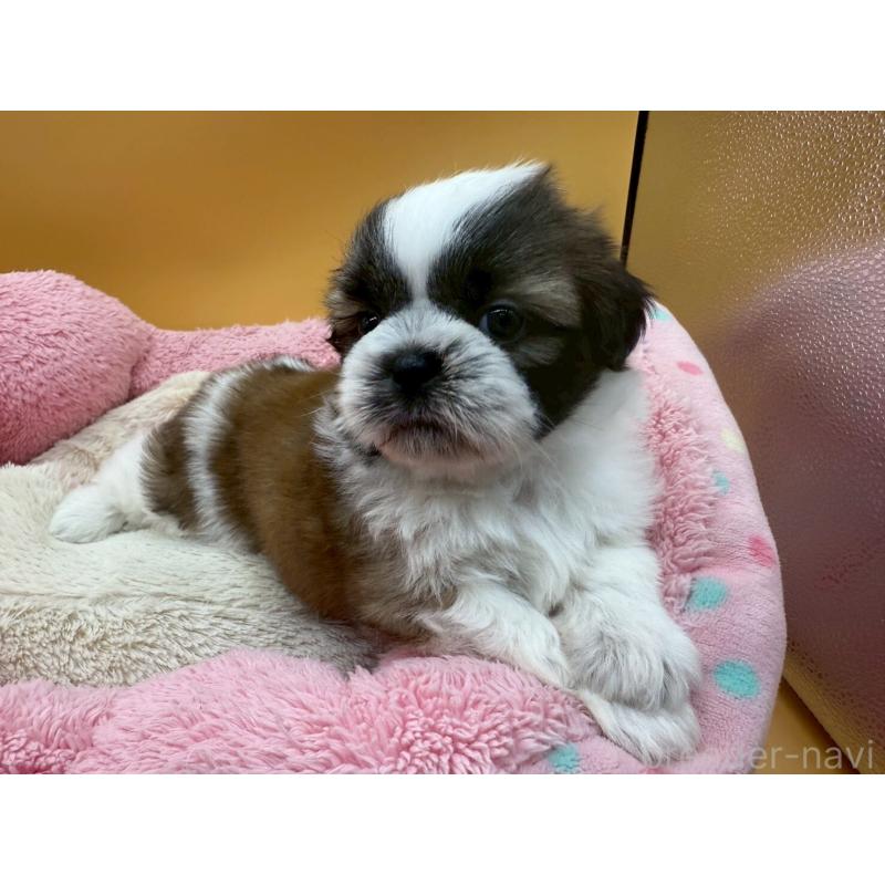 販売中の東京都のシーズー-436803の3枚目