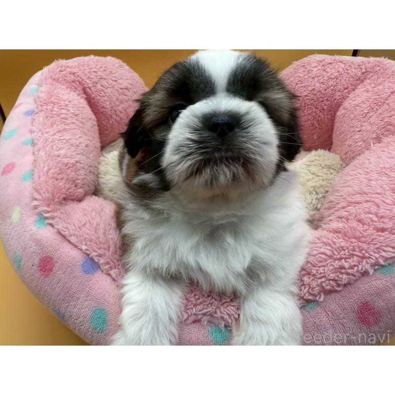 販売中の東京都のシーズー-436803の2枚目