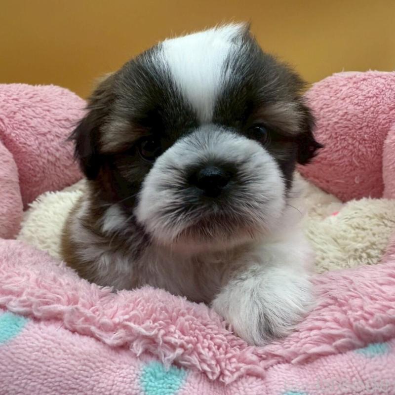 販売中の東京都のシーズー-436803