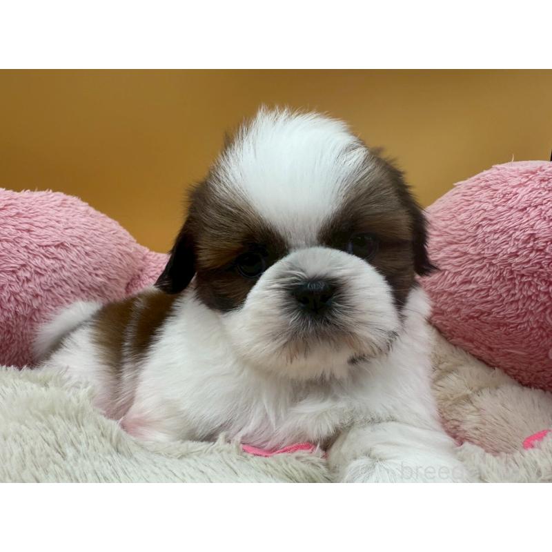 販売中の東京都のシーズー-436804の6枚目