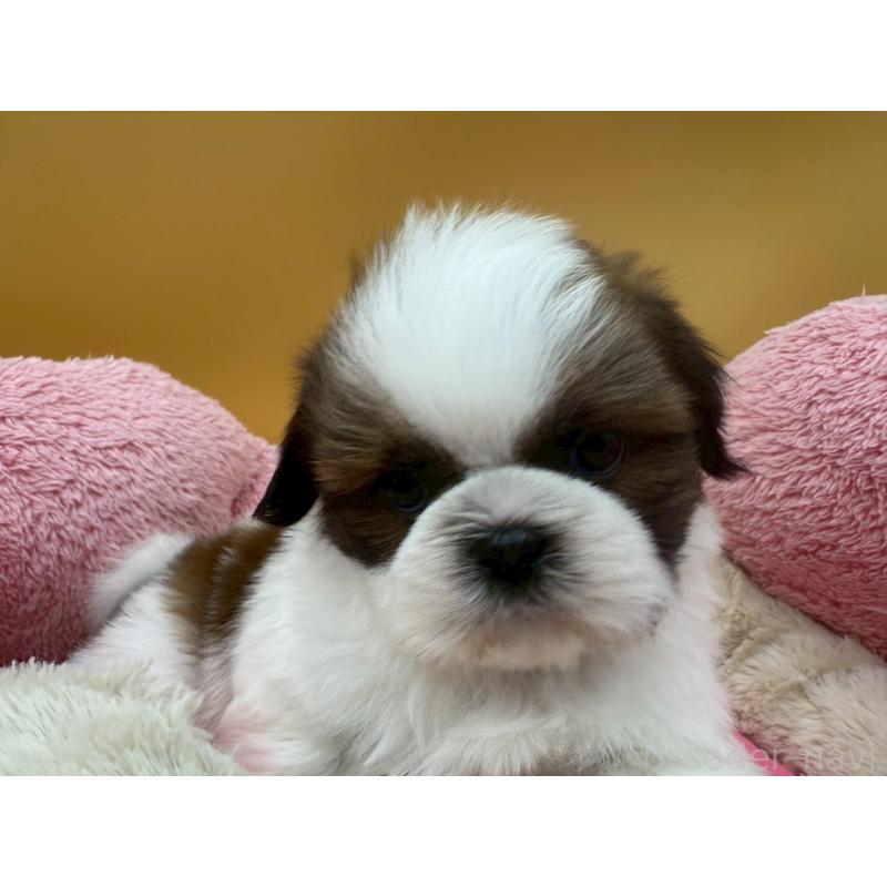 販売中の東京都のシーズー-436804の5枚目