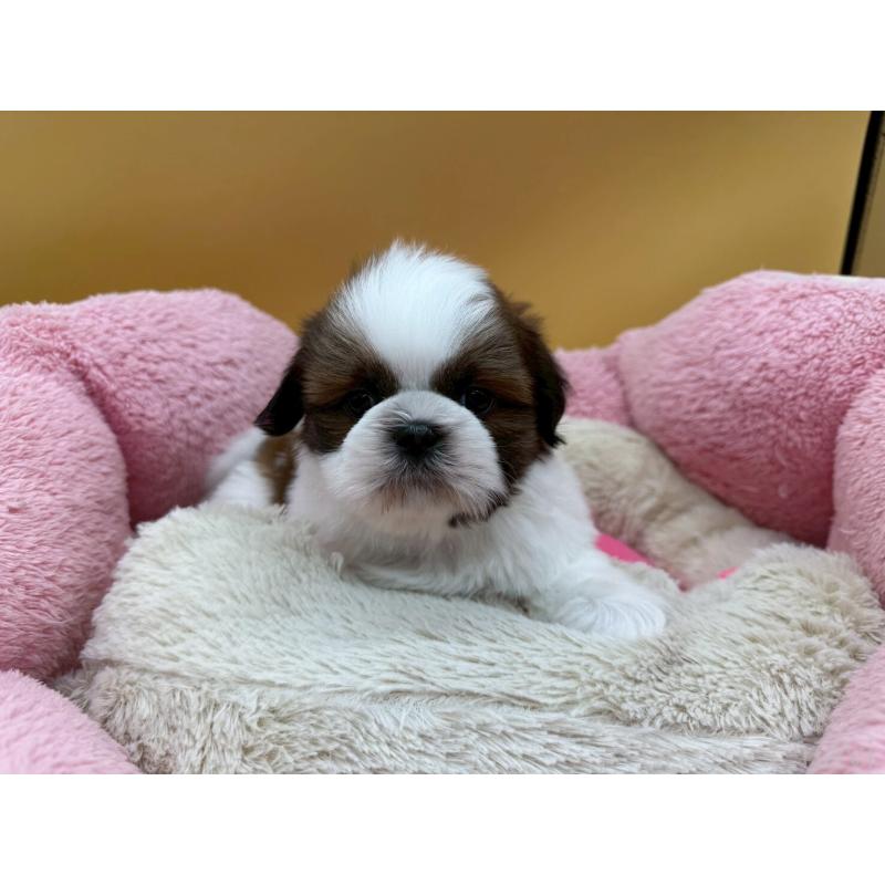 販売中の東京都のシーズー-436804の4枚目