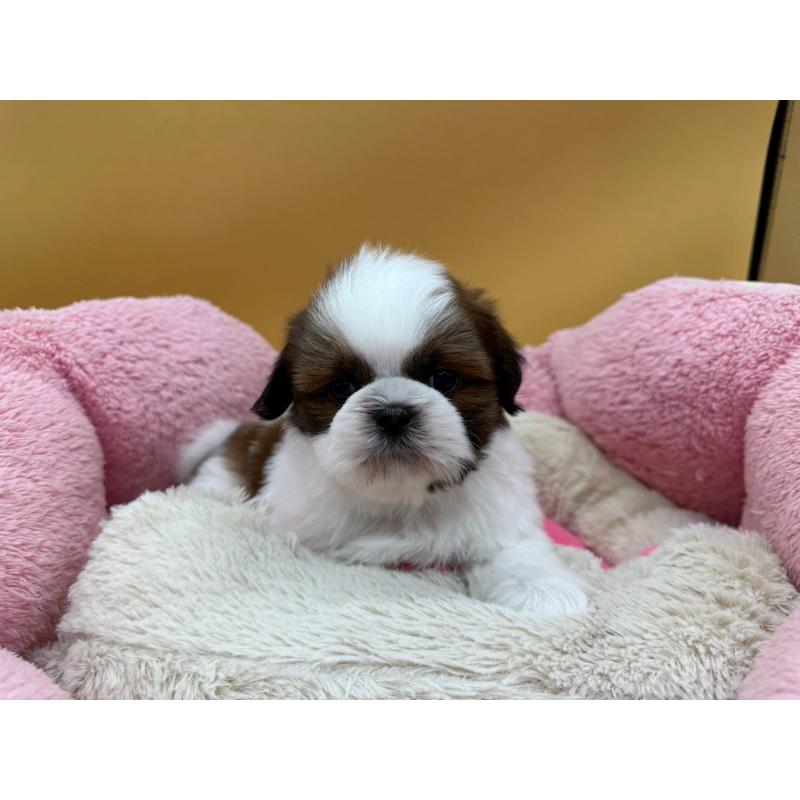 販売中の東京都のシーズー-436804の3枚目