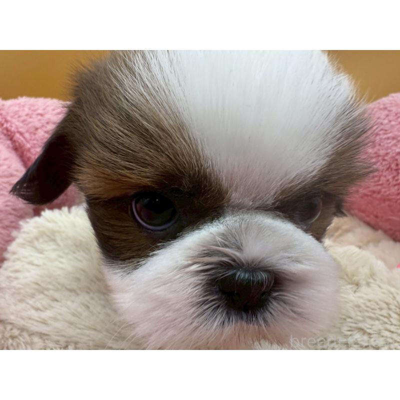 販売中の東京都のシーズー-436804の2枚目