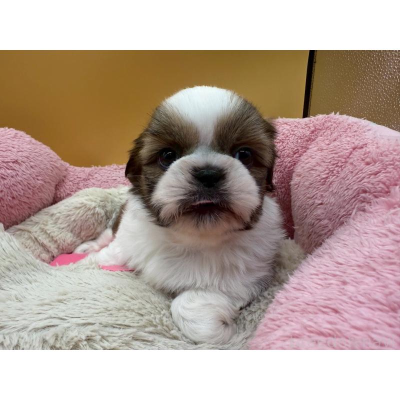 販売中の東京都のシーズー-436805の6枚目