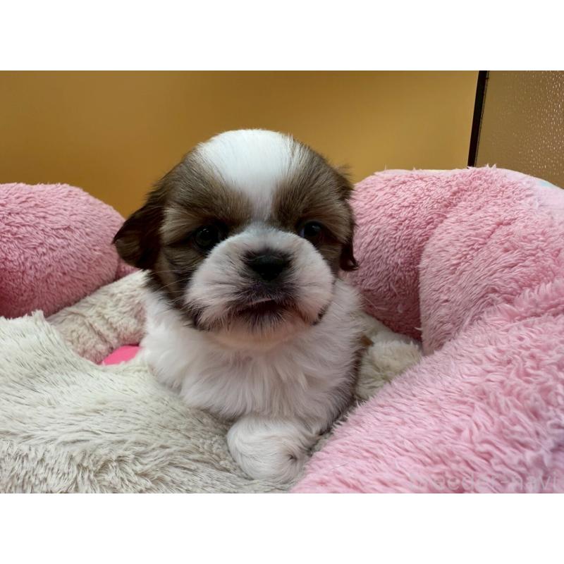 販売中の東京都のシーズー-436805の5枚目