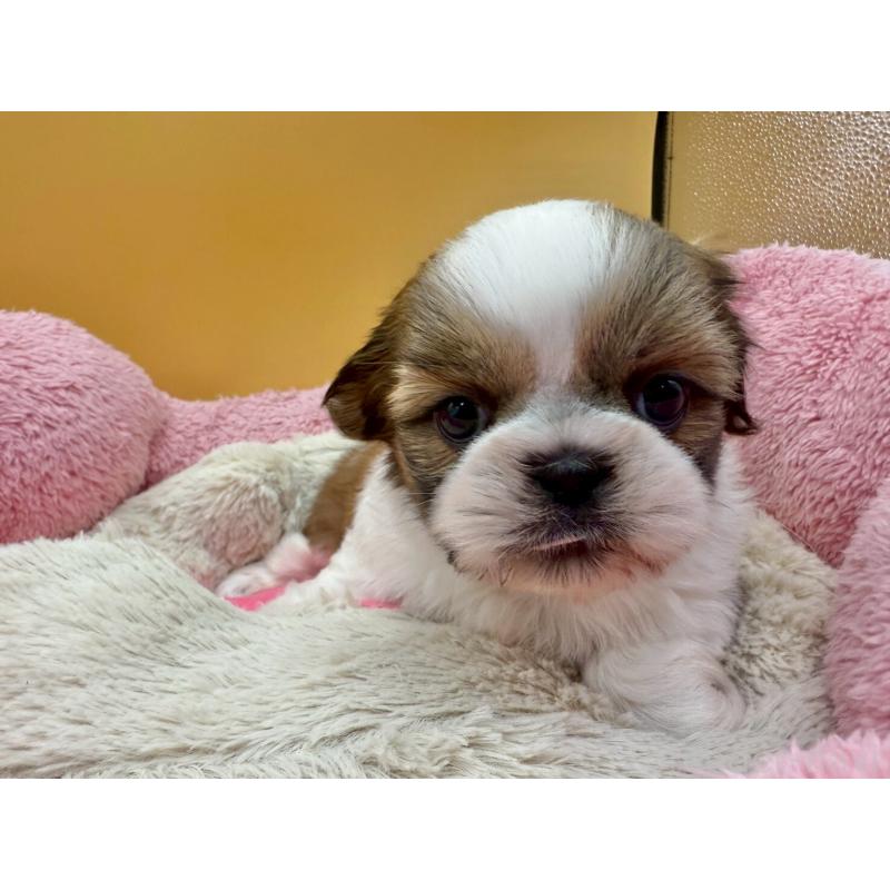 販売中の東京都のシーズー-436805の4枚目