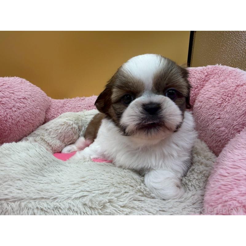 販売中の東京都のシーズー-436805の3枚目