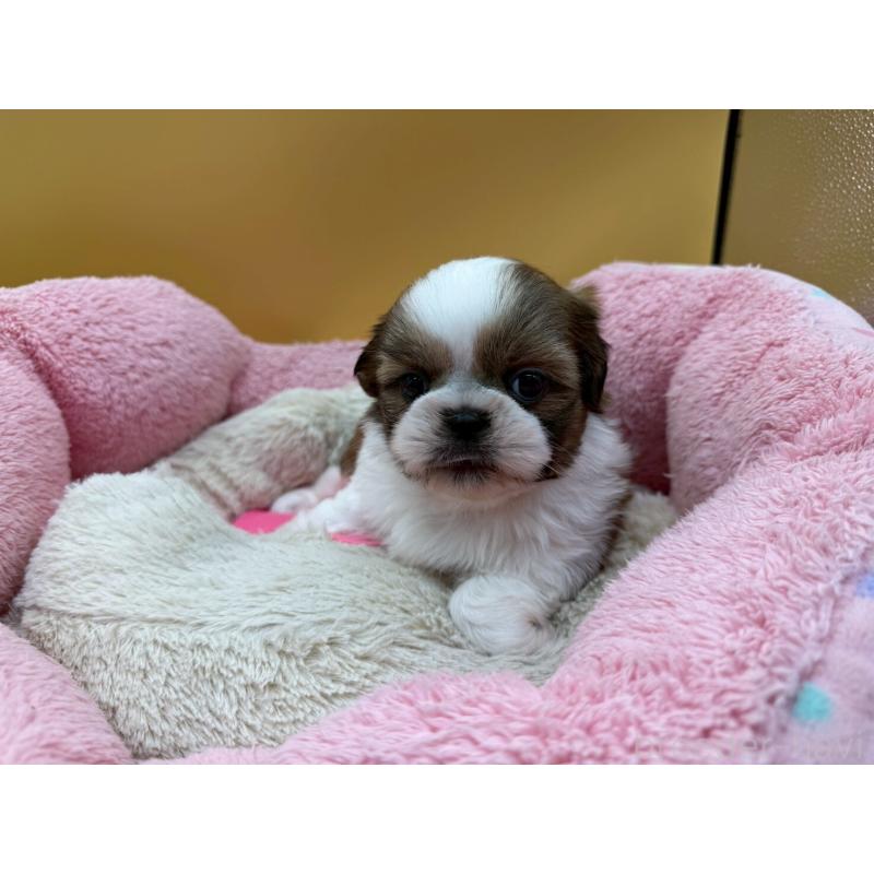 販売中の東京都のシーズー-436805の2枚目