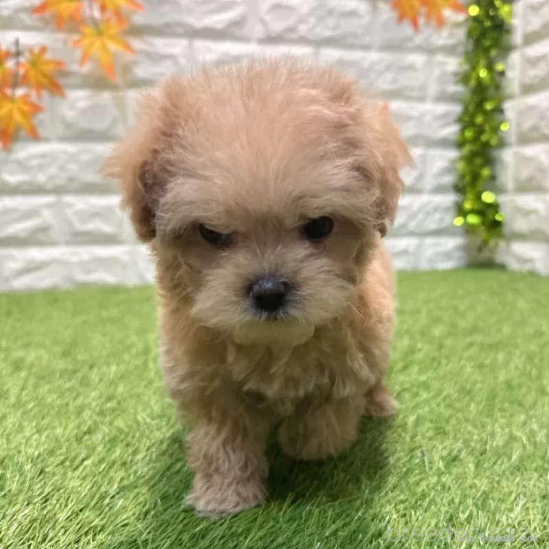 販売中の愛知県のマルプー:マルチーズ×トイプードル-434413