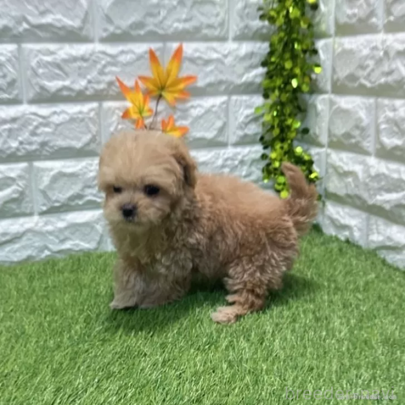 成約済の愛知県のマルプー:マルチーズ×トイプードル-434413の5枚目