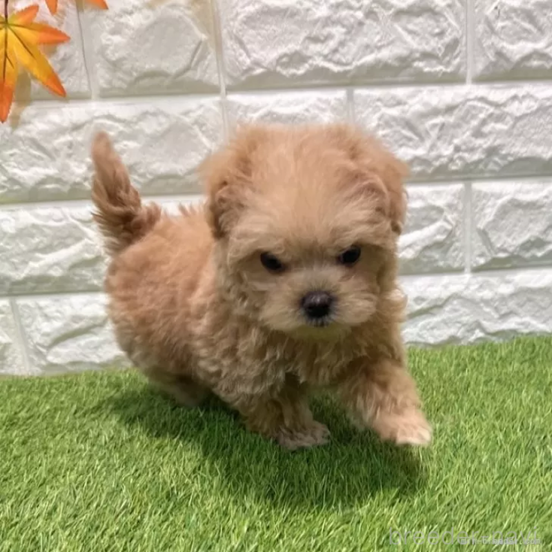 成約済の愛知県のマルプー:マルチーズ×トイプードル-434413の4枚目