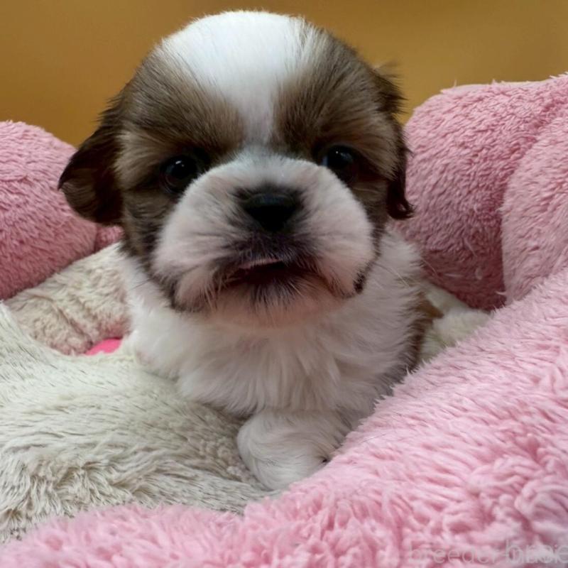 販売中の東京都のシーズー-436805