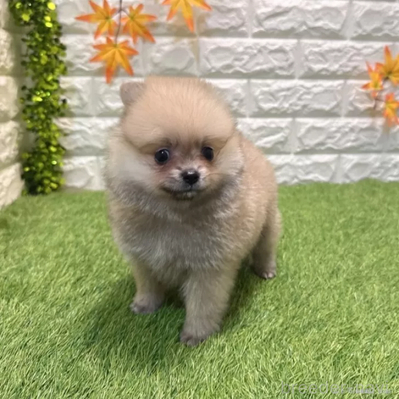 販売中の愛知県のポメラニアン-434457